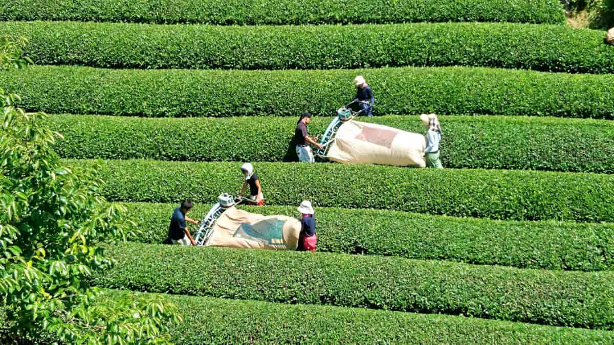 お茶の収穫風景
